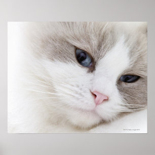 Póster Gato de Ragdoll