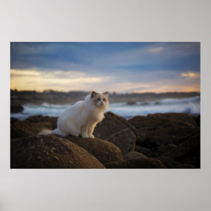 Póster Gato De Ragdoll En La Playa