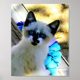 Póster Gato de raqueta de nieve