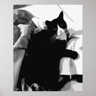Póster Gato de ropa blanca