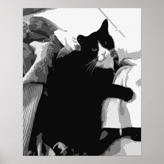Póster Gato de ropa blanca  (Frente)