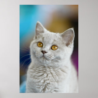 Póster Gato de Shorthair británico