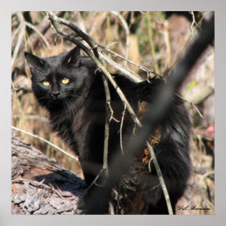Póster Gato de Star Noir con cautela