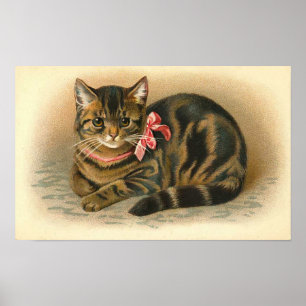 Póster "Gato de Tabby "