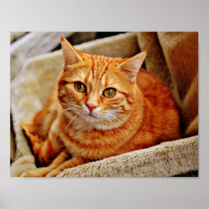Póster Gato de Tabby anaranjado