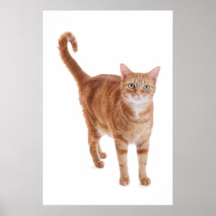 Póster Gato de Tabby anaranjado