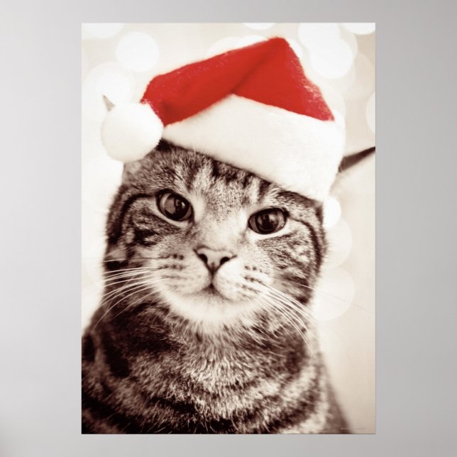 Póster Gato de tabby doméstico con gorra de Navidades roj (Frente)