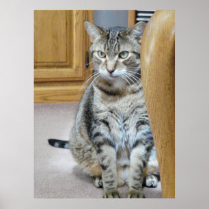 Póster Gato de tabla