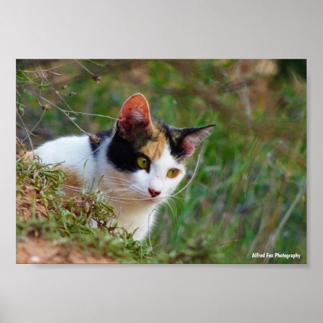 Póster Gato de Tres Colores en Acecho (Frente)