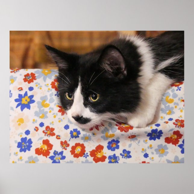 Póster Gato de Tuxedo (Frente)