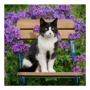 Póster Gato de Tuxedo sentado en una silla de jardín con