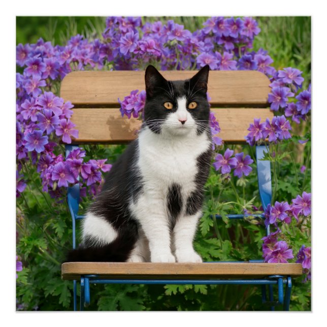 Póster Gato de Tuxedo sentado en una silla de jardín con  (Anverso)