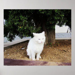 Póster Gato defecando