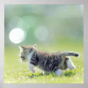 Póster Gato del bebé que corre en campo de hierba