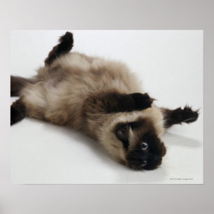 Póster Gato del Himalaya yacía a su espalda