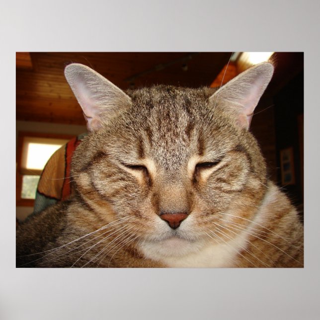 Póster Gato del tigre de Tabby (Frente)