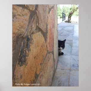 Póster GATO DETECTIVO DETRÁS DE LA PARED DE PIEDRA / Día