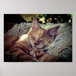 Póster Gato dormido de Maine Coon en el sofá