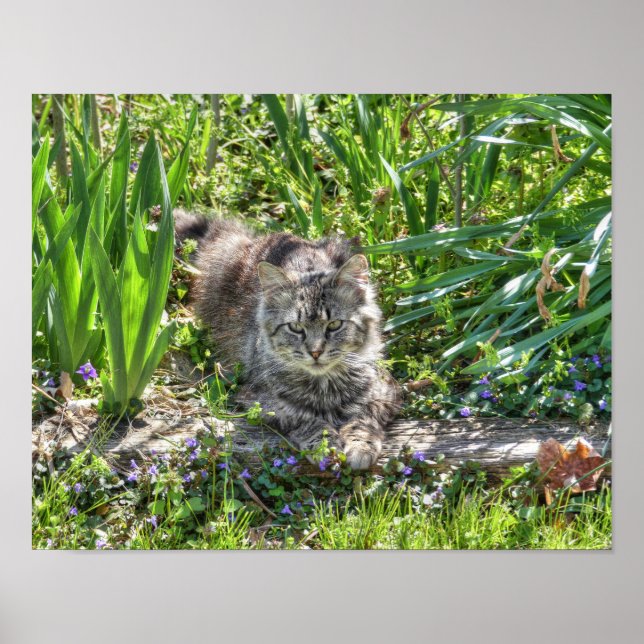 Póster Gato Durante Eclipse (Frente)