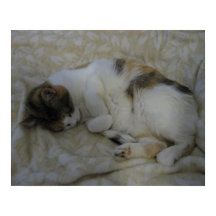Gato durmiendo