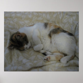 Póster Gato durmiendo