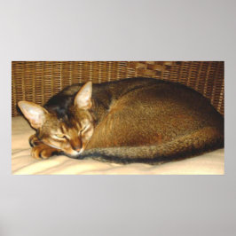 Póster Gato durmiendo en silla de mimbre