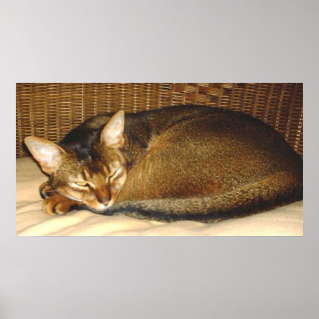 Póster Gato durmiendo en silla de mimbre (Frente)