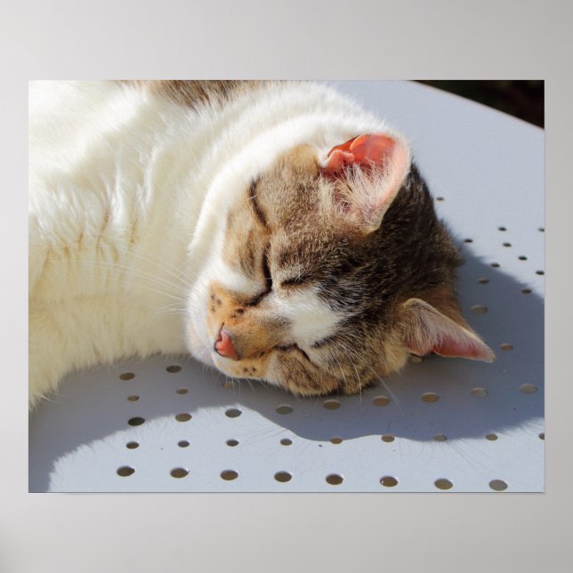 Póster Gato durmiendo en un jardín (Frente)
