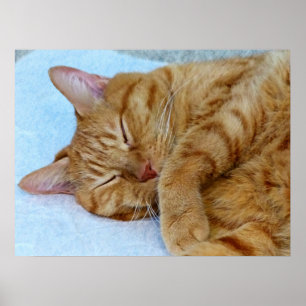 Póster Gato durmiente