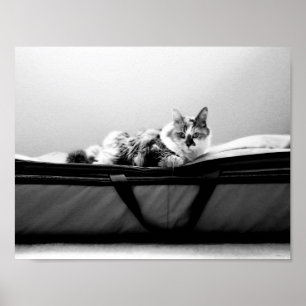 Póster Gato en bolsa