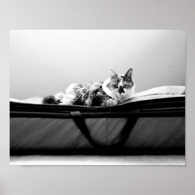 Póster Gato en bolsa (Frente)