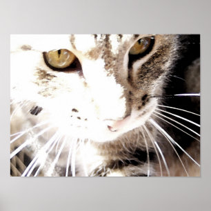 Póster gato en el sol