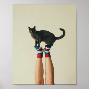 Póster Gato en equilibrio en calcetines a rayas, gato neg