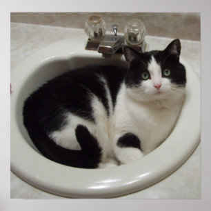 Póster Gato en fregadero