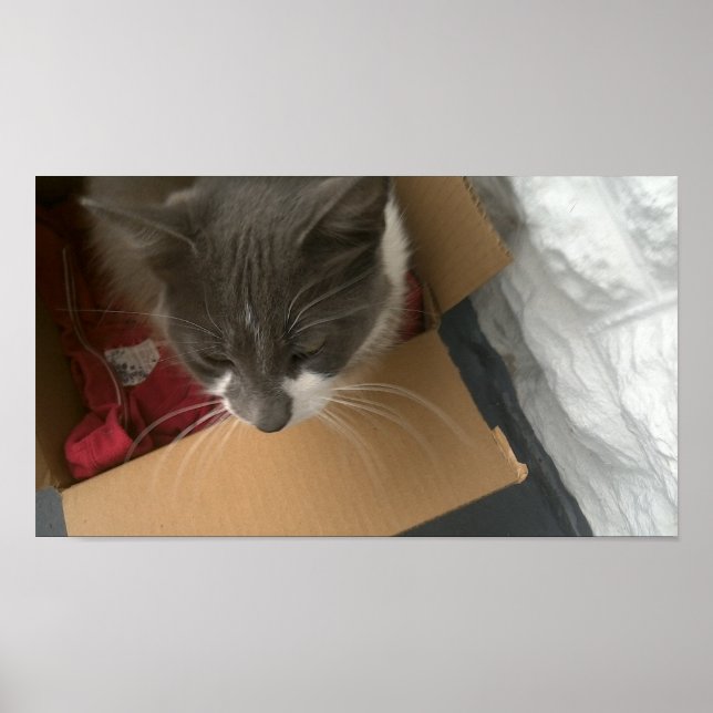 Póster Gato en la caja (Frente)