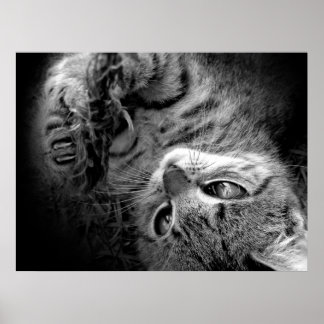 Póster Gato en la oscuridad