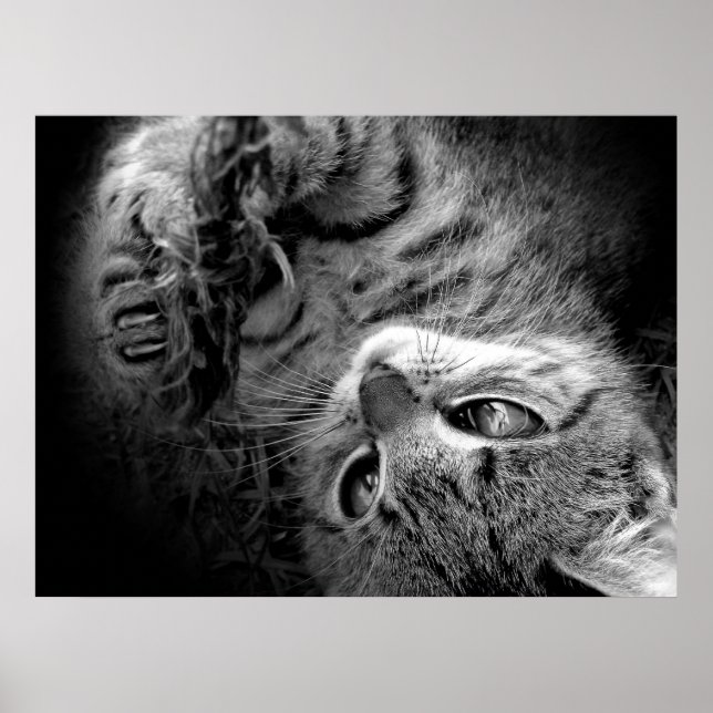 Póster Gato en la oscuridad (Frente)