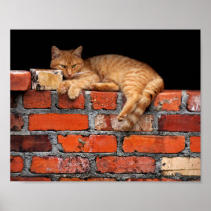 Póster Gato en la pared de ladrillo