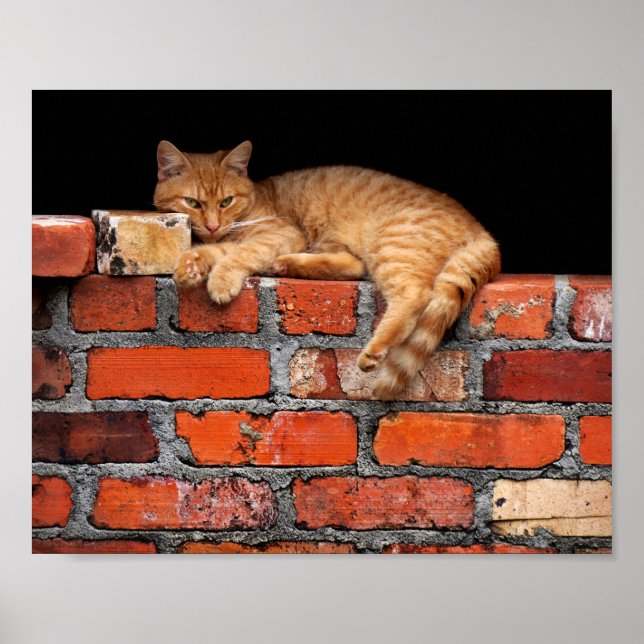 Póster Gato en la pared de ladrillo (Frente)