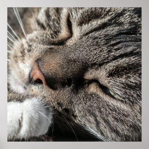 Póster Gato en la tabla que duerme