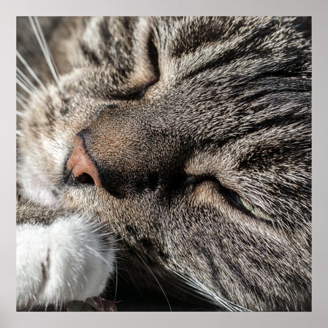 Póster Gato en la tabla que duerme (Frente)