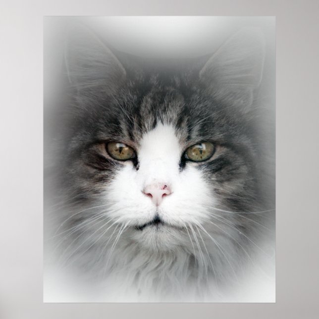 Póster Gato en la ventana derrumba a Poster escocés (Frente)
