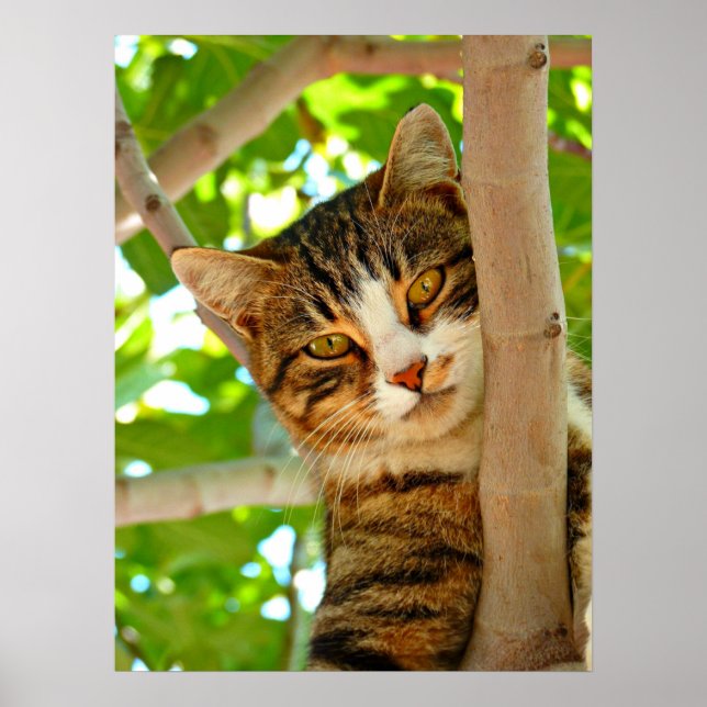 Póster Gato en un árbol (Frente)