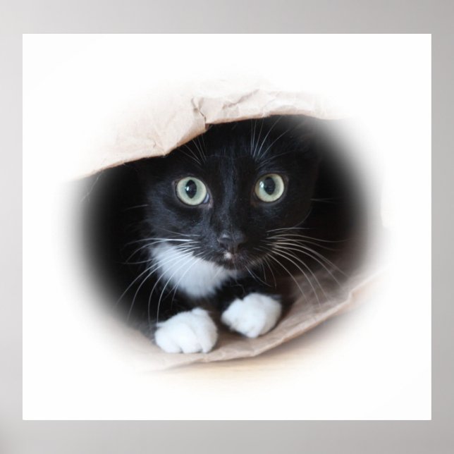 Póster Gato en una bolsa (Frente)
