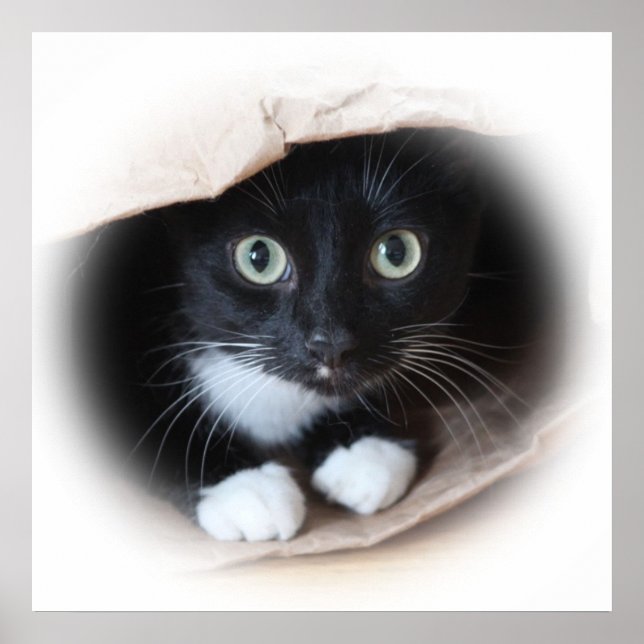 Póster Gato en una bolsa (Frente)