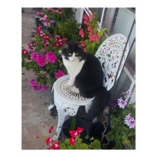 Póster Gato esmoquin granate rosa oscuro Gatos y flores