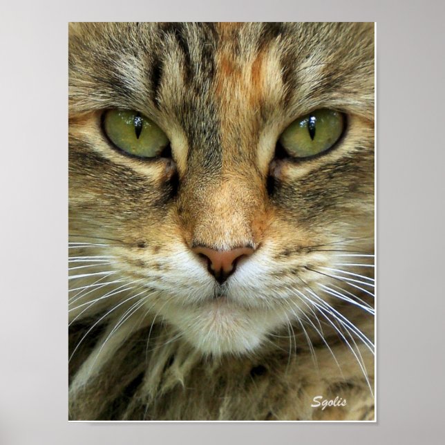 Póster Gato Feral Tabby con imagen de ojos verdes (Frente)