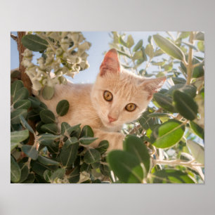 Póster Gato gato lindo escalando en un árbol de eucalipto