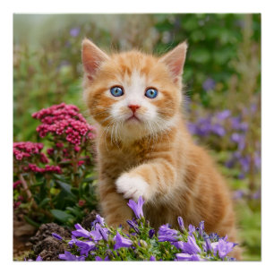 Póster Gato Ginger lindo gatito gatito en un retrato de f