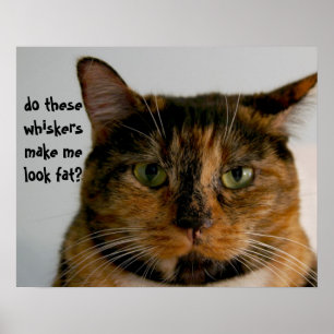 Póster Gato gordo con actitud, poster divertido del gato